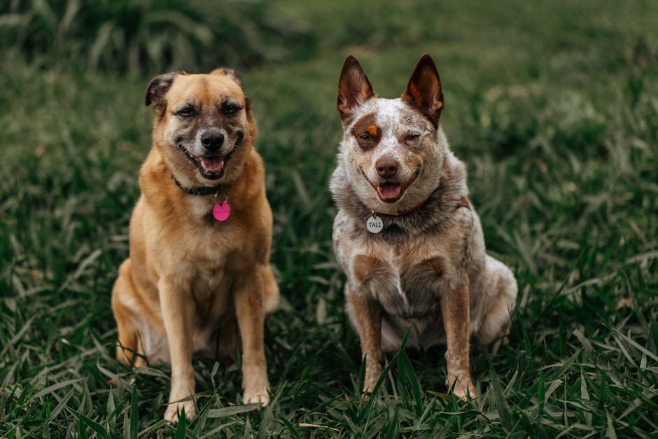 Puce d'identification en acrylique durable et élégante : le guide ultime pour la sécurité de votre chien