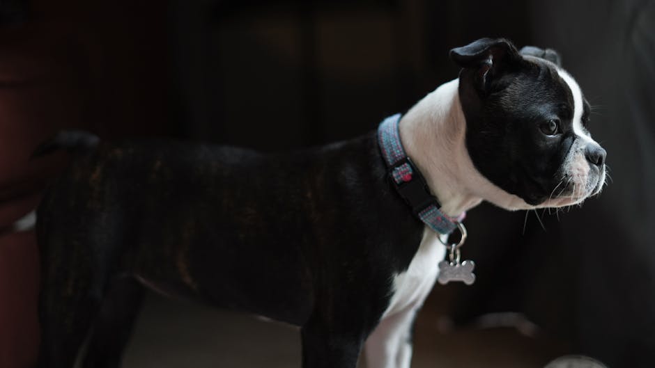 Meilleures médailles pour chiens en 2026 : pourquoi une médaille QR code est le choix le plus intelligent pour votre compagnon