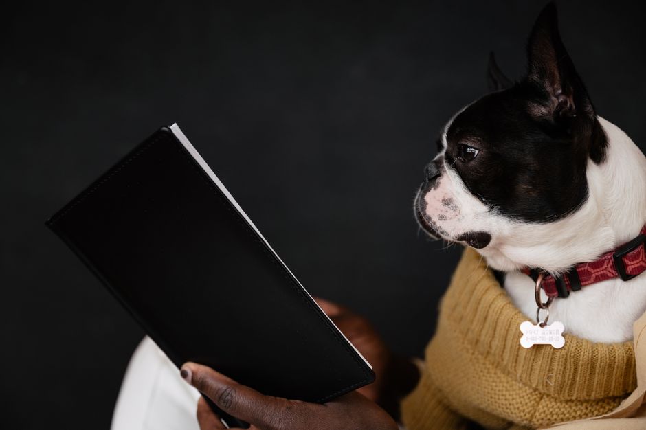 Le guide ultime des meilleures plaques d'identification pour chien en 2026 : pourquoi les QR codes étanches sont non-négociables