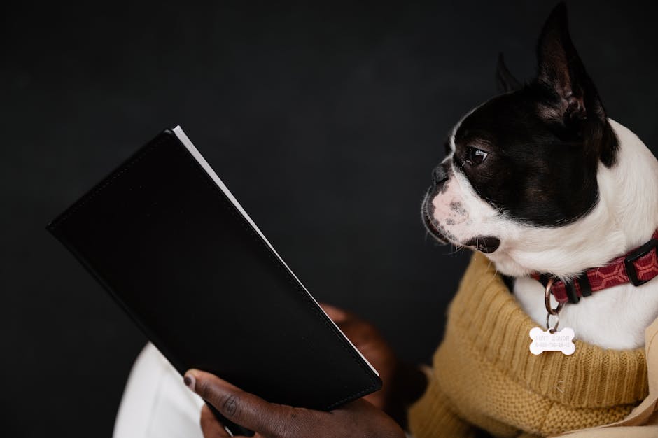 Les 5 meilleures médailles pour animaux de 2026 : pourquoi les codes QR étanches sont la nouvelle norme