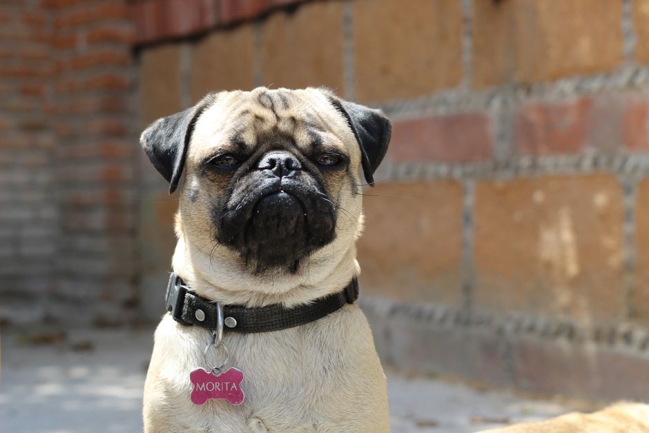 Le guide ultime des médailles pour chien : pourquoi les QR codes étanches sont une bouée de sauvetage