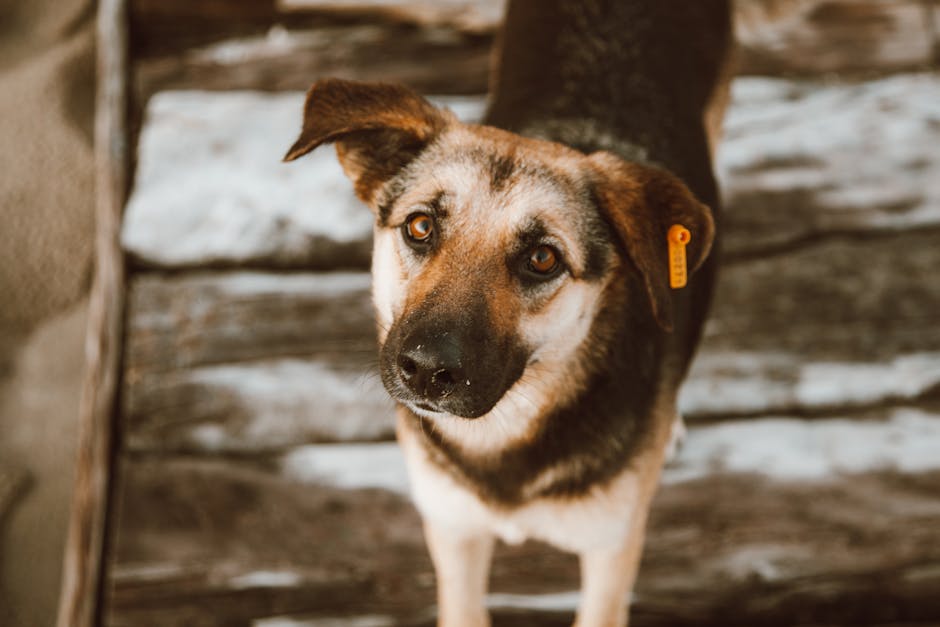 Médailles pour chien : Le guide complet des étiquettes QR Code étanches pour retrouver un animal perdu
