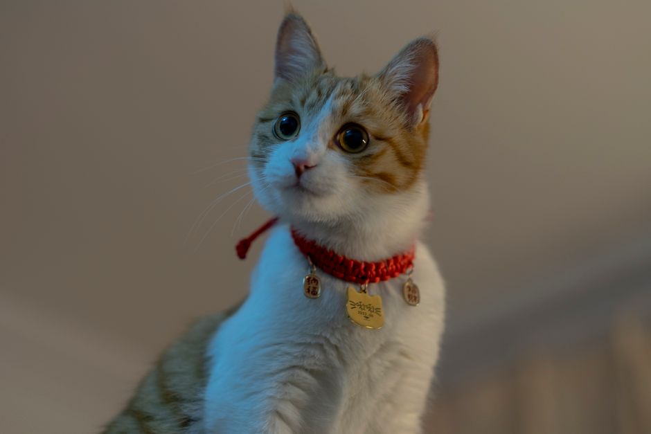 Le guide ultime pour choisir une médaille d’identification pour collier de chat qui fonctionne vraiment