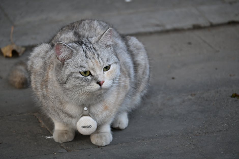 Colliers personnalisés pour chats : Le guide ultime pour assurer la sécurité de votre félin (Technologie QR Code)