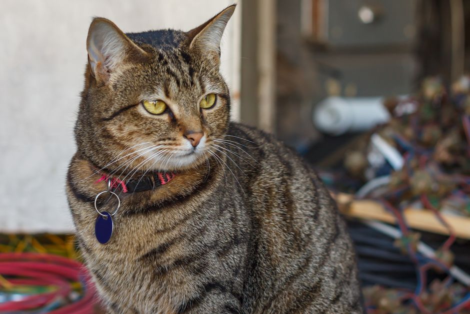 Le guide ultime des médailles pour colliers de chat : sécurité, style et tranquillité d’esprit