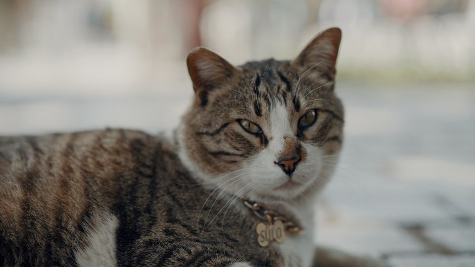 The Ultimate Guide to Cat Name Tags: Safety, Style & Smart Tech for 2026