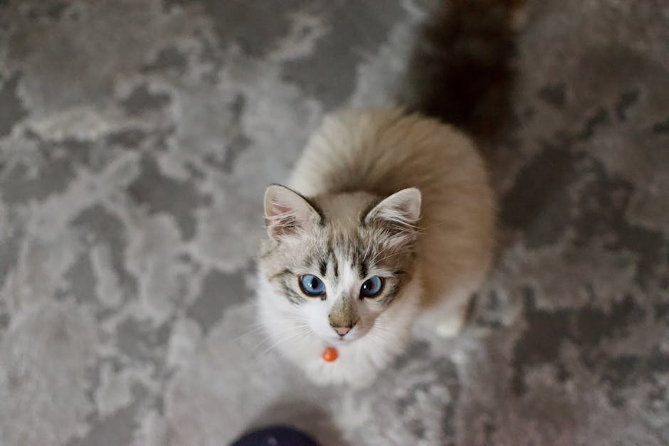 Le guide ultime de la gravure de plaque pour chat : sécurité, durabilité et technologie