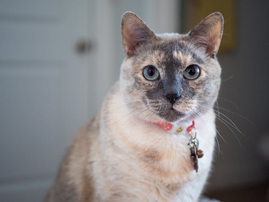 The Ultimate Guide to Choosing the Best Cat Tag for Collar: Why Waterproof QR Codes Save Lives