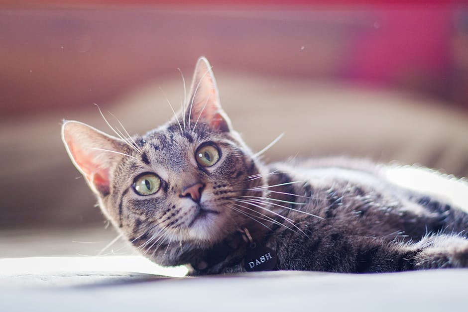 Le guide ultime des médailles pour collier de chat : sécurité, technologie et tranquillité d'esprit