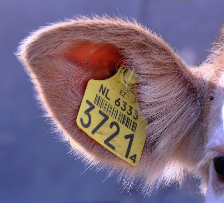 The Ultimate Guide to Cat Tags: Why Waterproof QR Code Tags Are the Future of Pet Safety