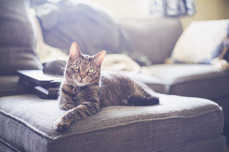 Le Guide Ultime du Chat avec Médaille : Solutions de Code QR Étanches pour Retrouver un Animal Perdu