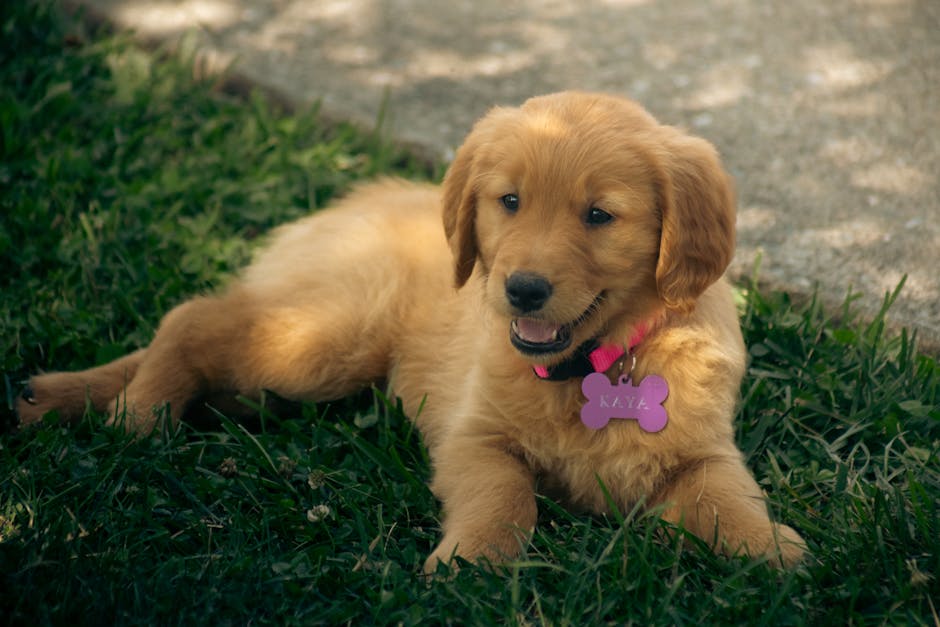 La Médaille Ronde Ultime pour Chien : Pourquoi la Forme Compte pour Retrouver un Animal Perdu  