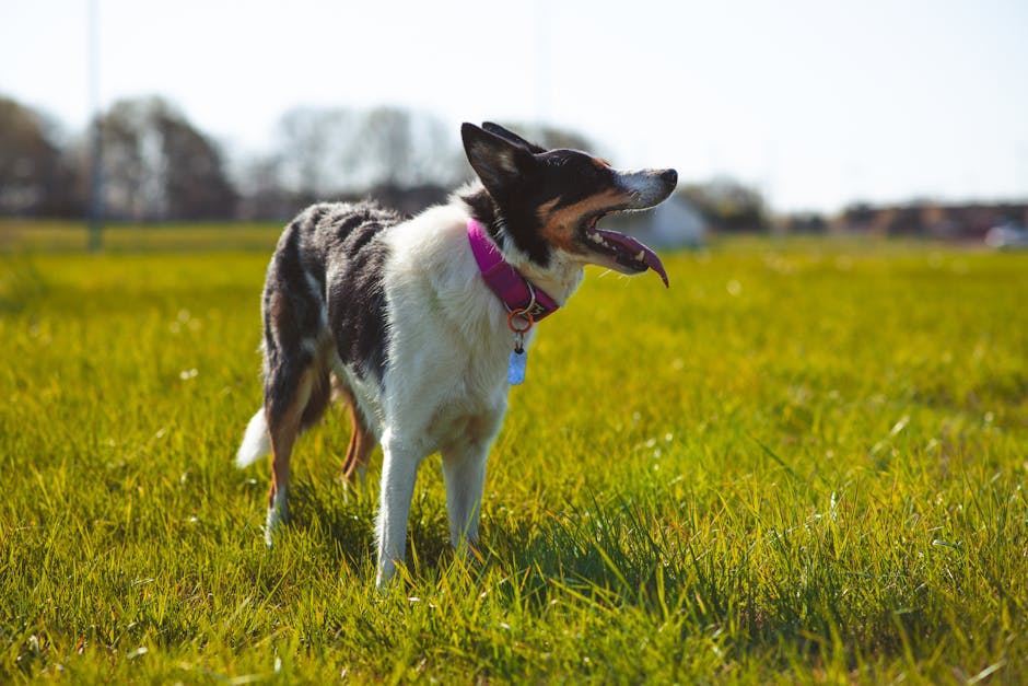 The Ultimate Guide to Collar Dog Tags: Why Waterproof QR Codes Are the Future of Pet Safety