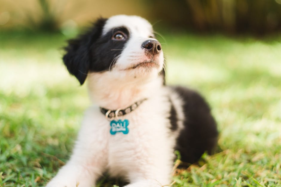 Guide ultime des médailles personnalisées pour chiens : pourquoi les médailles QR étanches sauvent des vies