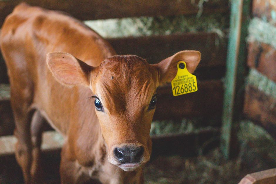 Plaques d’identification personnalisées pour animaux : le guide ultime pour retrouver votre animal perdu plus rapidement