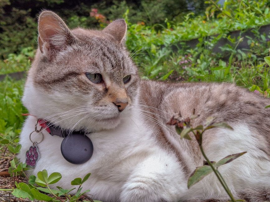 Le Collier d’Identification Personnalisé Ultime pour Chat : Pourquoi la Technologie QR Code est la Meilleure ID pour Votre Félin