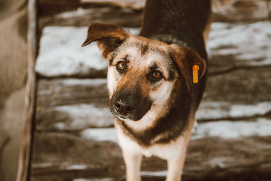 The Ultimate Guide to Custom Dog Pet Tags: Why Waterproof QR Code Tags Are a Lifesaver for Your Furry Friend