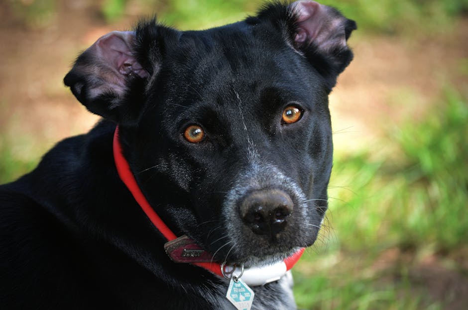 La médaille personnalisée ultime pour chien : pourquoi votre animal a besoin d'une identification QR code intelligente et étanche