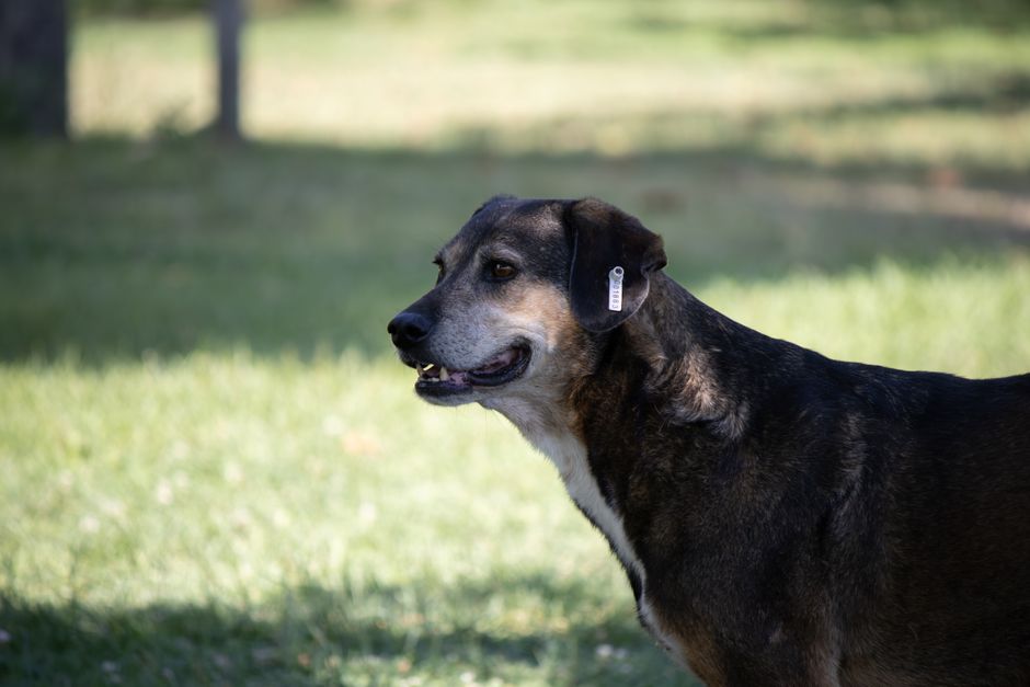 Beyond the Engraving: Why a Custom Pet Tag Is Your Pet's Best Lifeline