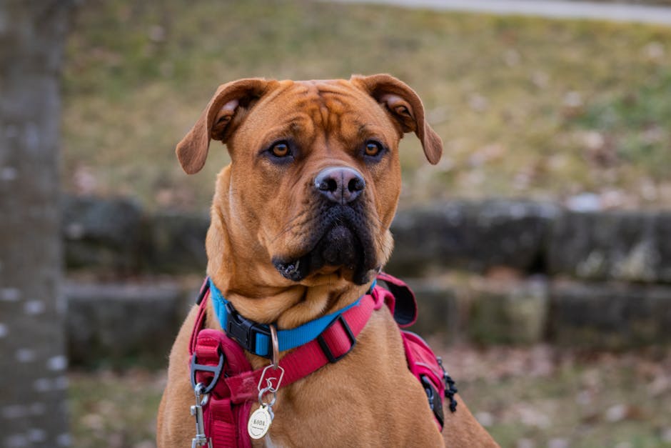 Le guide ultime des médailles personnalisables pour chiens : sécurité, style et technologie QR code