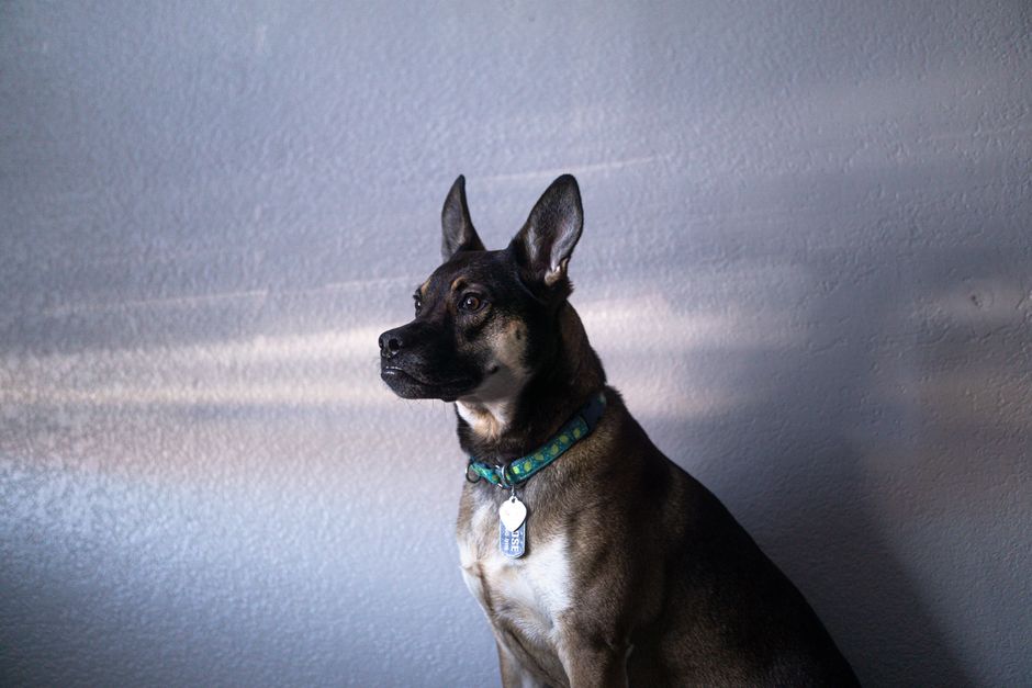 How to Customize Dog Tag for Safety, Style, and Speedy Recovery