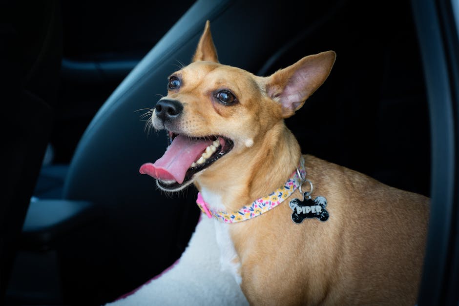 Le guide ultime des médailles design pour chien : style, sécurité et la révolution QR code de Pethna