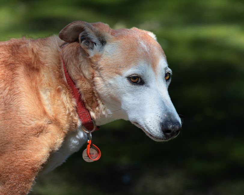 The Ultimate Dog Badge Guide: Why a Waterproof QR Code Tag Could Save Your Pet’s Life