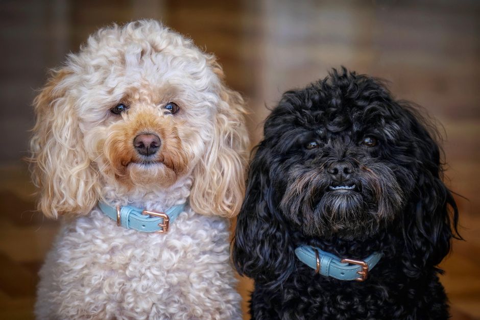 Le charme moderne pour chien : pourquoi la médaille de votre animal est plus intelligente que vous ne le pensez