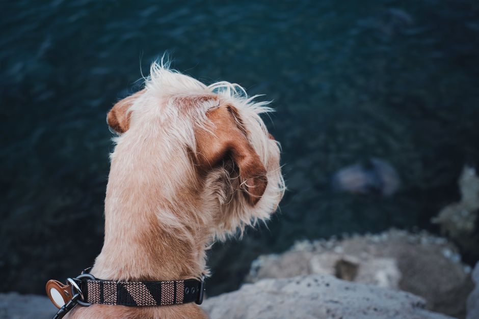 Le Guide Ultime de la Plaque d’Identification pour Chien : Pourquoi Votre Animal a Besoin d’une Étiquette Connectée et Imperméable