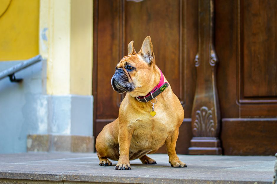 The Ultimate Guide to the Dog Collar Name Plate: Safety, Style, and Tech