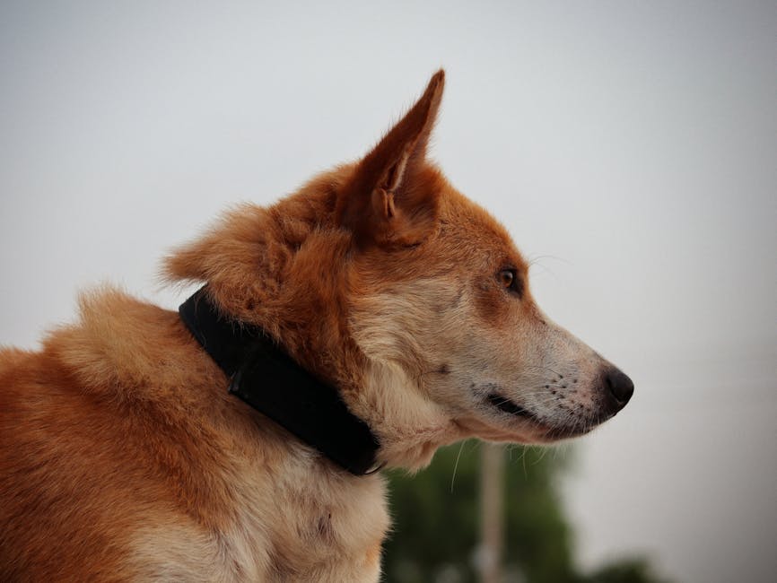 Le Guide Ultime pour Choisir le Collier pour Chien avec Identifiant Parfait : Sécurité, Style et Technologie Intelligente
