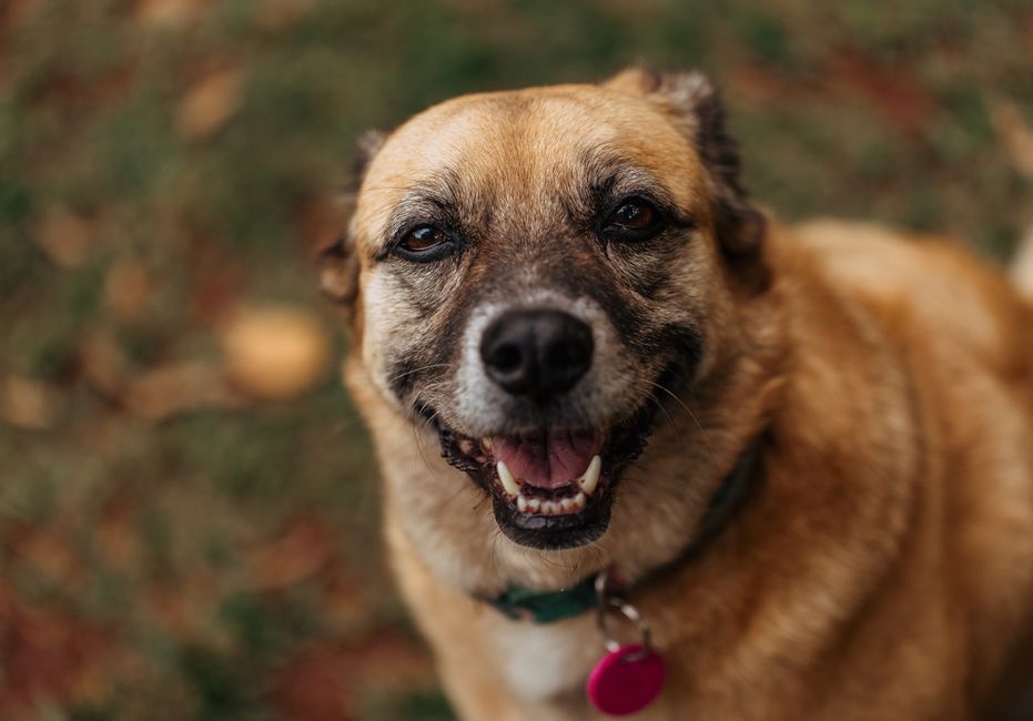 The Ultimate Guide to Dog Collars and Tags: Why Waterproof QR Codes Are a Lifesaver