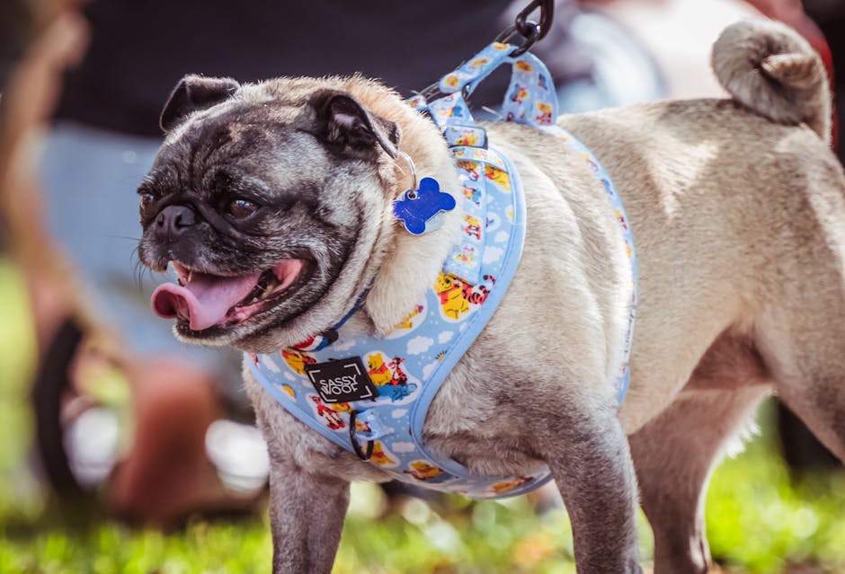 Plaques de harnais pour chien : le guide ultime pour une identification étanche et sécurisée de votre compagnon