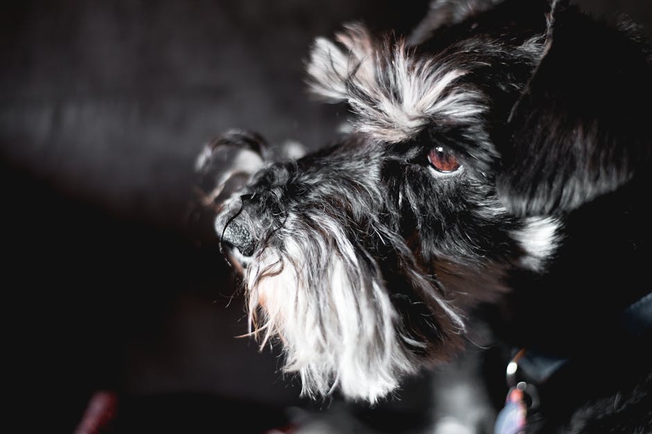La carte d’identité ultime pour chien : comment un médaillon QR code waterproof peut sauver la vie de votre animal