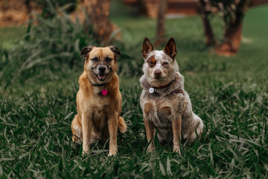 Plaques d’identification pour chien gravées : le guide ultime pour retrouver votre animal rapidement