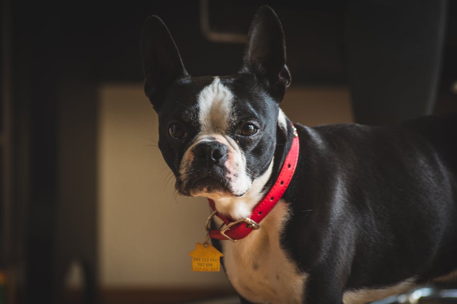 Le Guide Ultime des Médailles d’Identification pour Chiens : Pourquoi les Médailles QR Code Imperméables sont l’Avenir du Retour d’Animaux Perdus