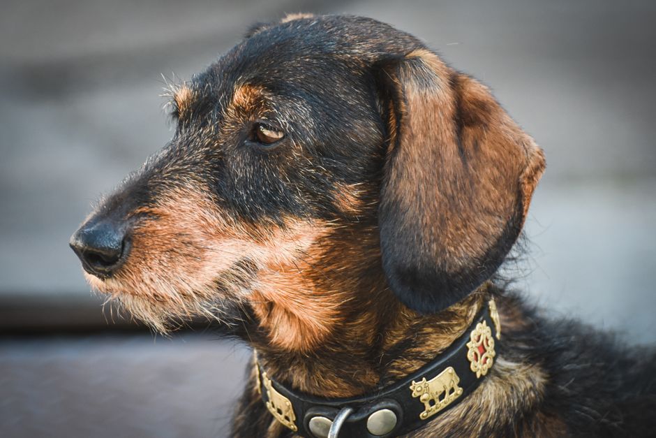 Le Médaillon Ultime pour Chien : Pourquoi une Étiquette QR Code Peut Sauver la Vie de Votre Animal