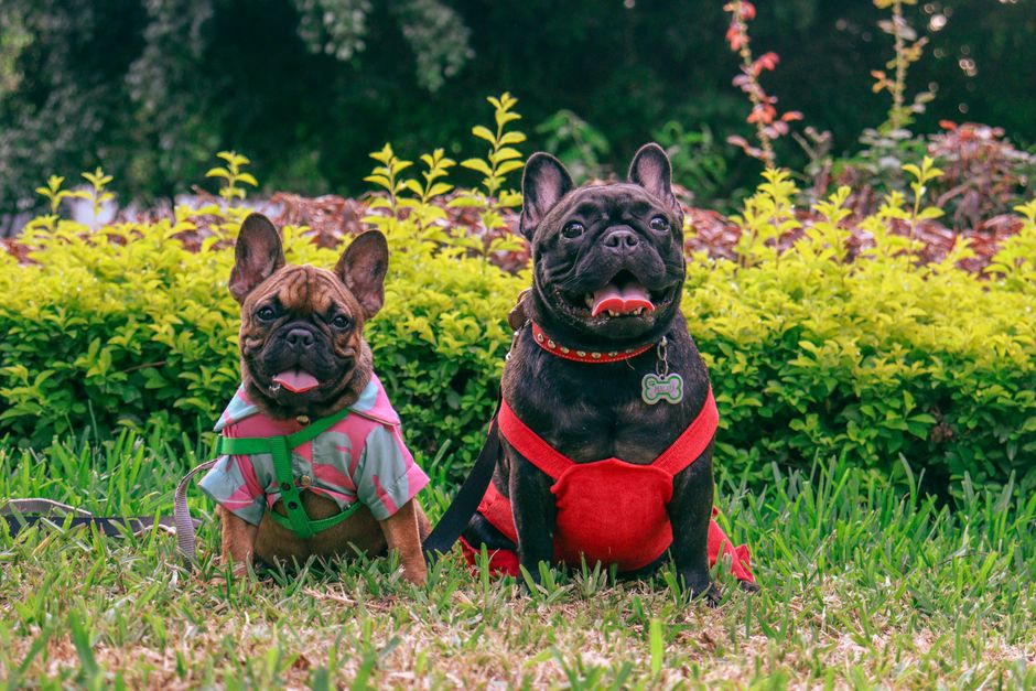 The Ultimate Dog Name Label Guide: Why Waterproof QR Code Tags Are a Lifesaver