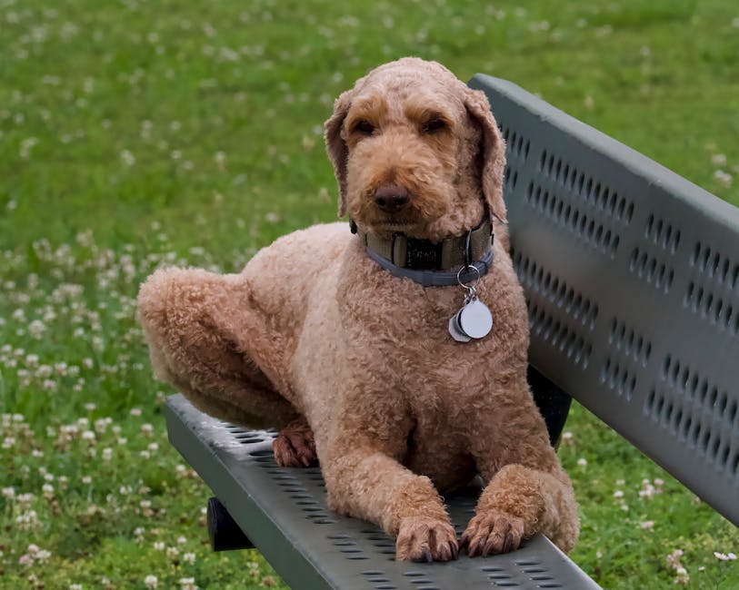 Colliers pour chien avec QR code : pourquoi les médailles connectées sont l’avenir du retour des chiens perdus