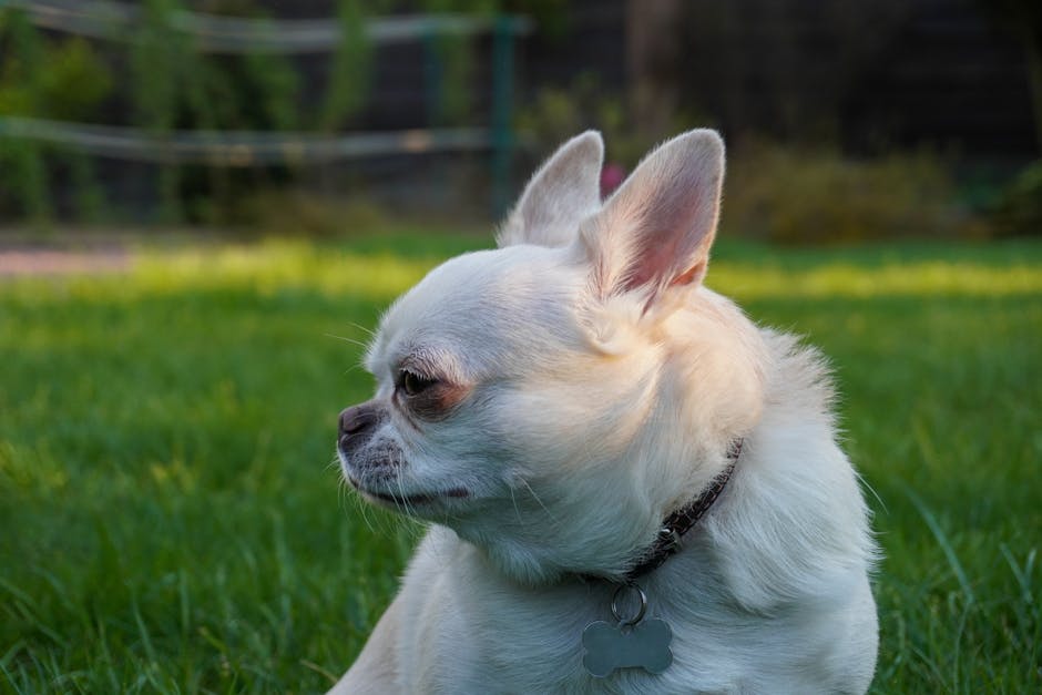 Le guide ultime du collier coulissant pour chien : pourquoi votre animal en a besoin