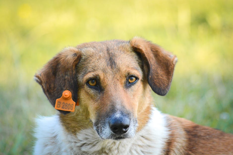Le Guide Ultime de la Médaille Personnalisée pour Chien : Design, Sécurité & Pourquoi Pethna l’emporte