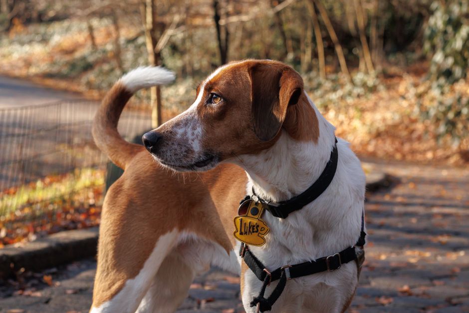La plaque d’identification ultime pour chien : pourquoi les médailles QR code étanches sont indispensables à la sécurité de votre animal