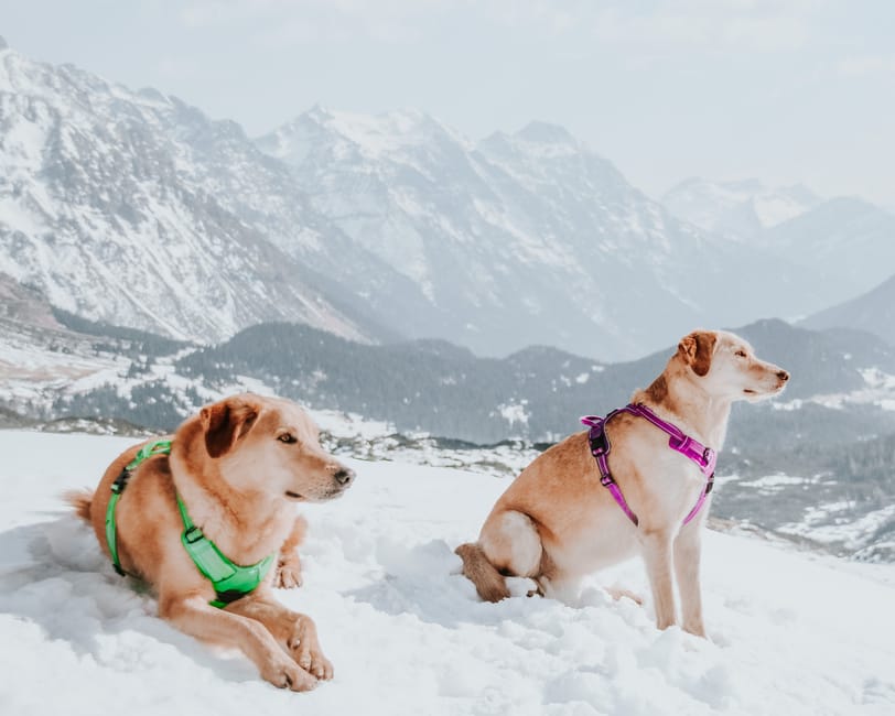 Le guide ultime pour choisir une médaille pour chien sur harnais : sécurité, style et Pethna