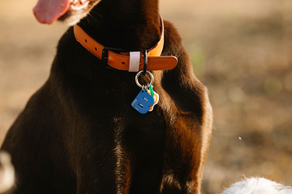 Fini de chercher « dog tags près de chez moi » – pourquoi les médailles connectées sont l’avenir de la sécurité de votre chien