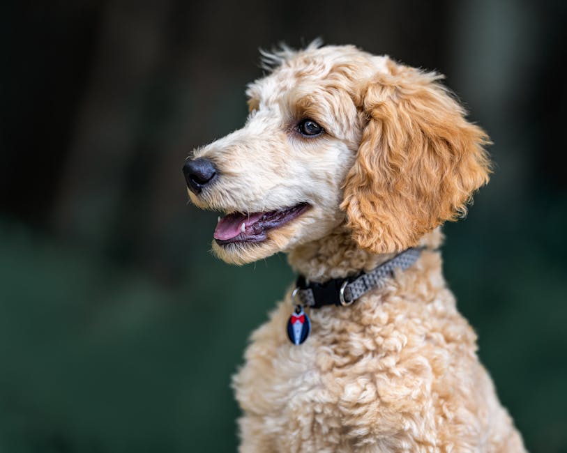 Meilleure médaille pour chien durable en 2026 : pourquoi l’étanchéité et la technologie QR comptent