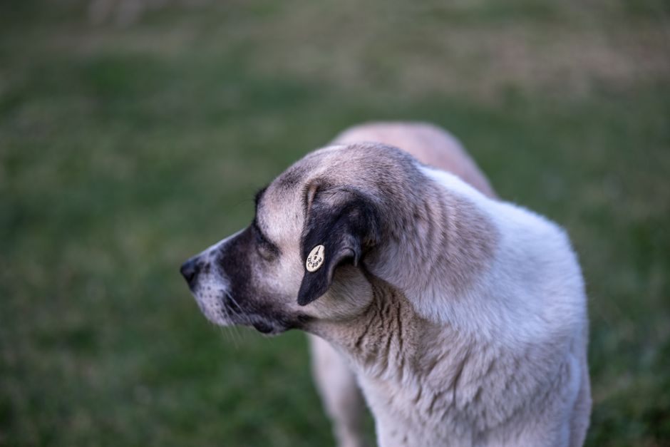 Engraved Animal Tags: The Ultimate Guide to Durable, Smart Pet Identification