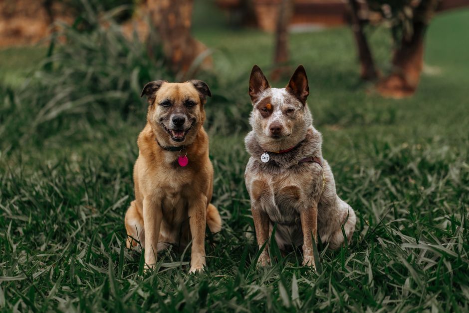 The Ultimate Guide to Choosing an Engraved Pet ID Tag: Why Waterproof QR Code Tags Outperform Traditional Options