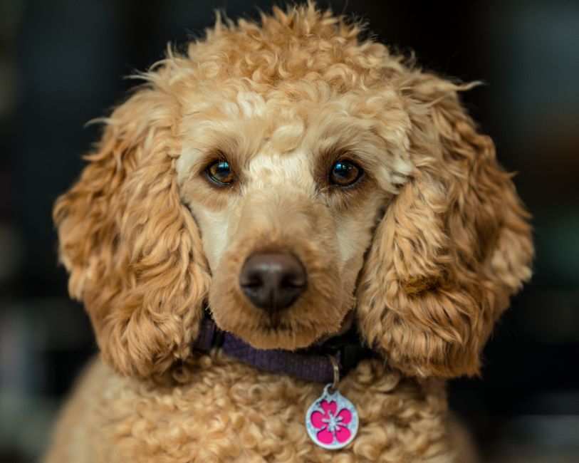 Collier gravé pour chien ou chat : pourquoi votre compagnon à quatre pattes en a besoin (et comment choisir le meilleur)