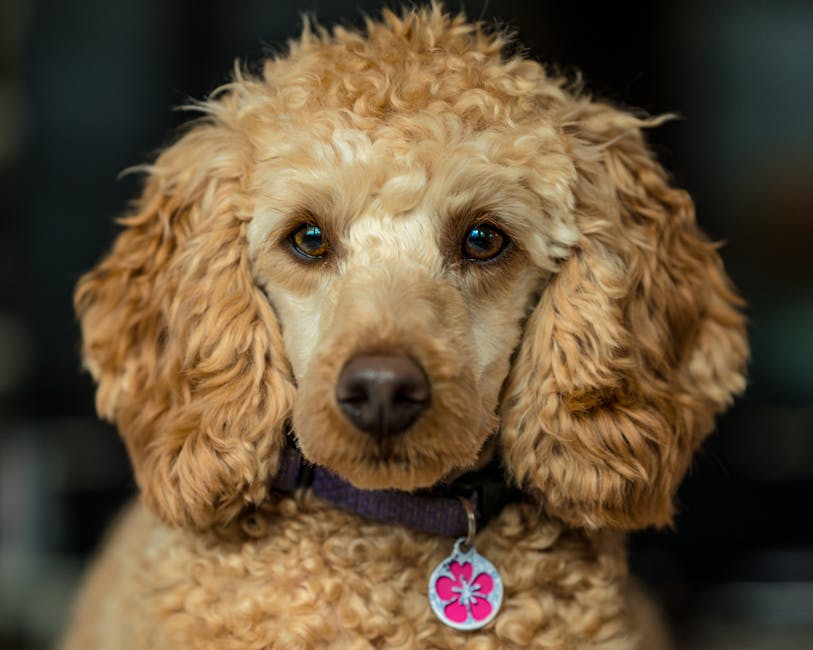 Le Collier Fleur Ultime : Style et Sécurité pour Votre Animal de Compagnie