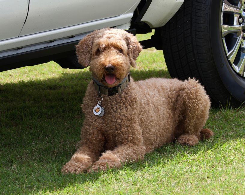 La plaque d’identité robuste pour chien : le guide ultime des médailles durables et connectées QR (2026)